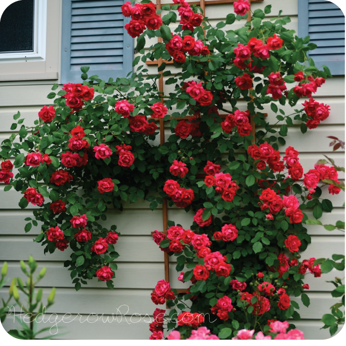 dark red blaze climbing rose