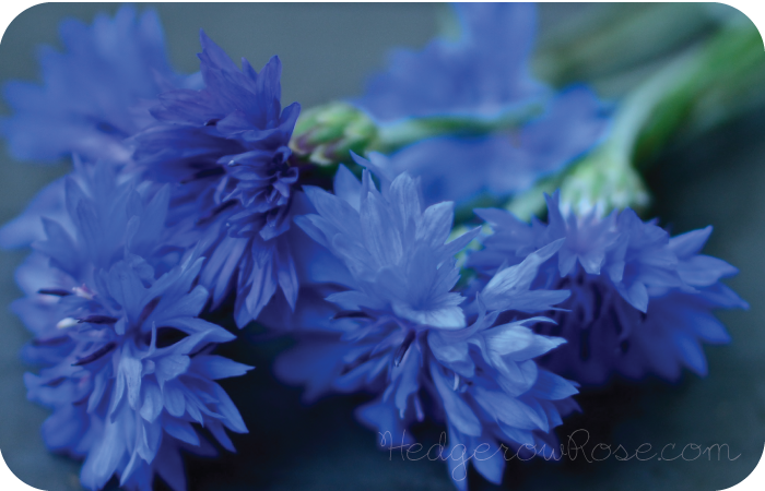 Growing Cornflowers