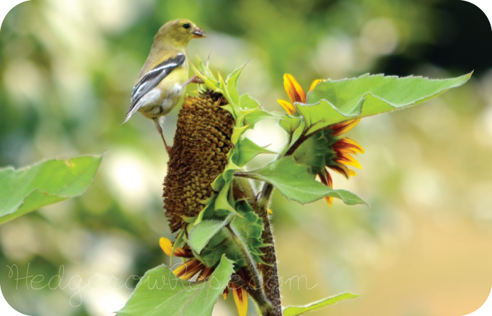 Goldfinch and Sunflowers Garden Flag