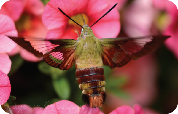 What is a Hummingbird Moth? – Hedgerow Rose®