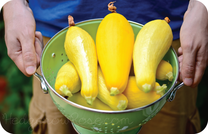 Growing Heirloom Summer Squash