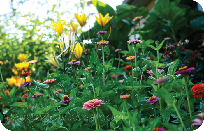 Flowering Annuals and Perennials for July