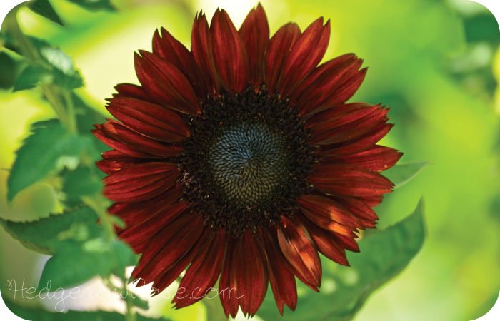 Drop Dead Red Sunflowers – Hedgerow