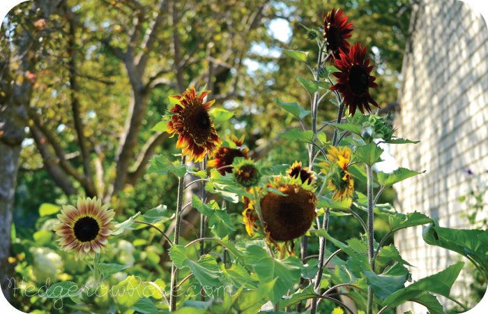 Drop Dead Red Sunflowers – Hedgerow