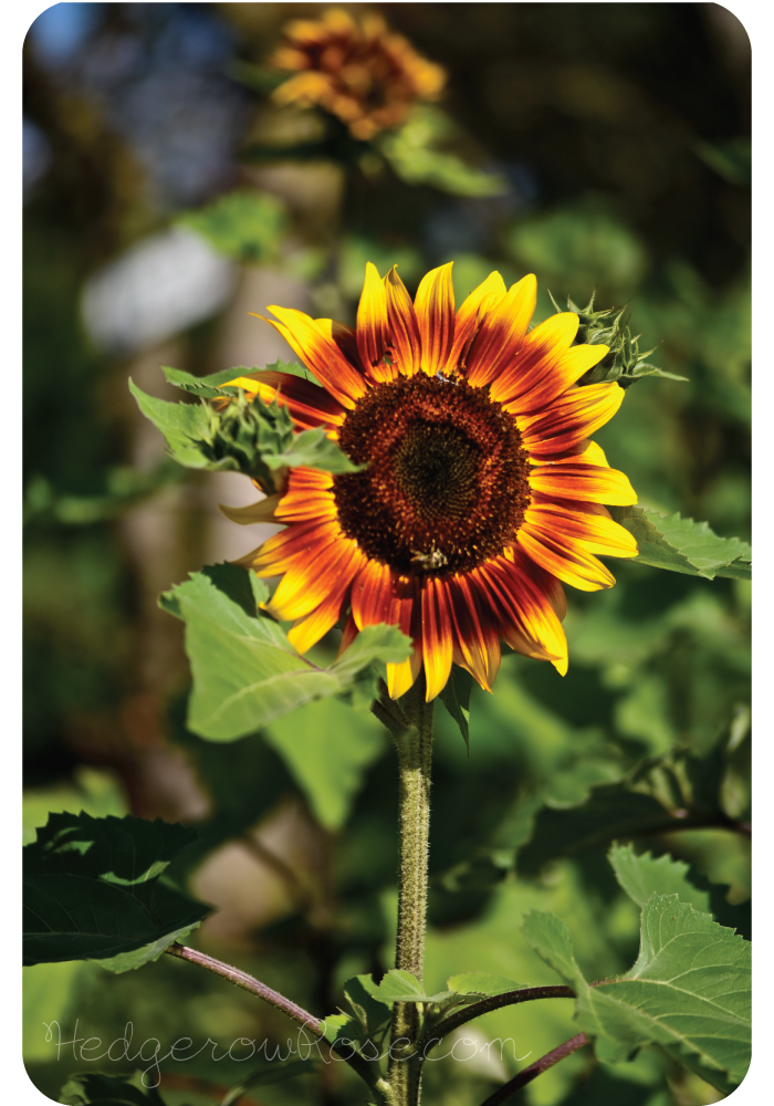 red sunflowers cover photo