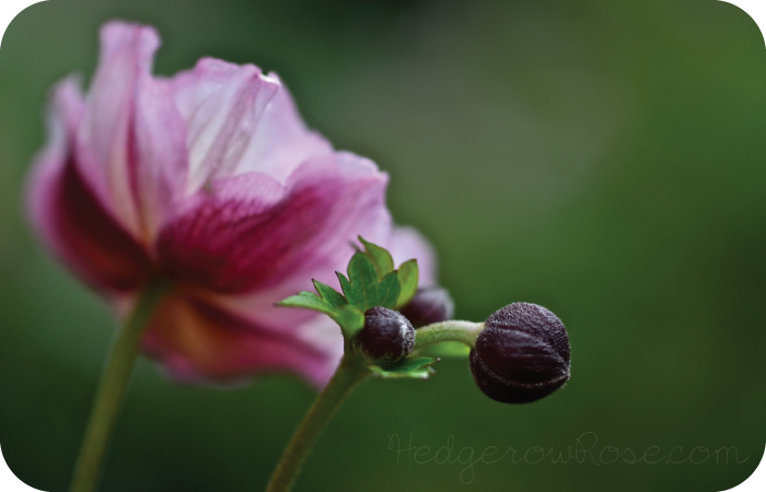 Growing Anemone hupehensis ‘Pink Saucer’