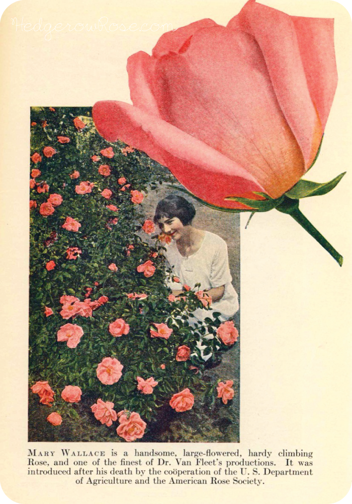 How to Grow Roses by Pyle, McFarland & Stevens ©1930