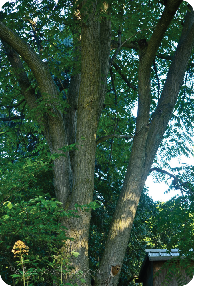 Juglans Cinerea Butternut White Walnut Tree