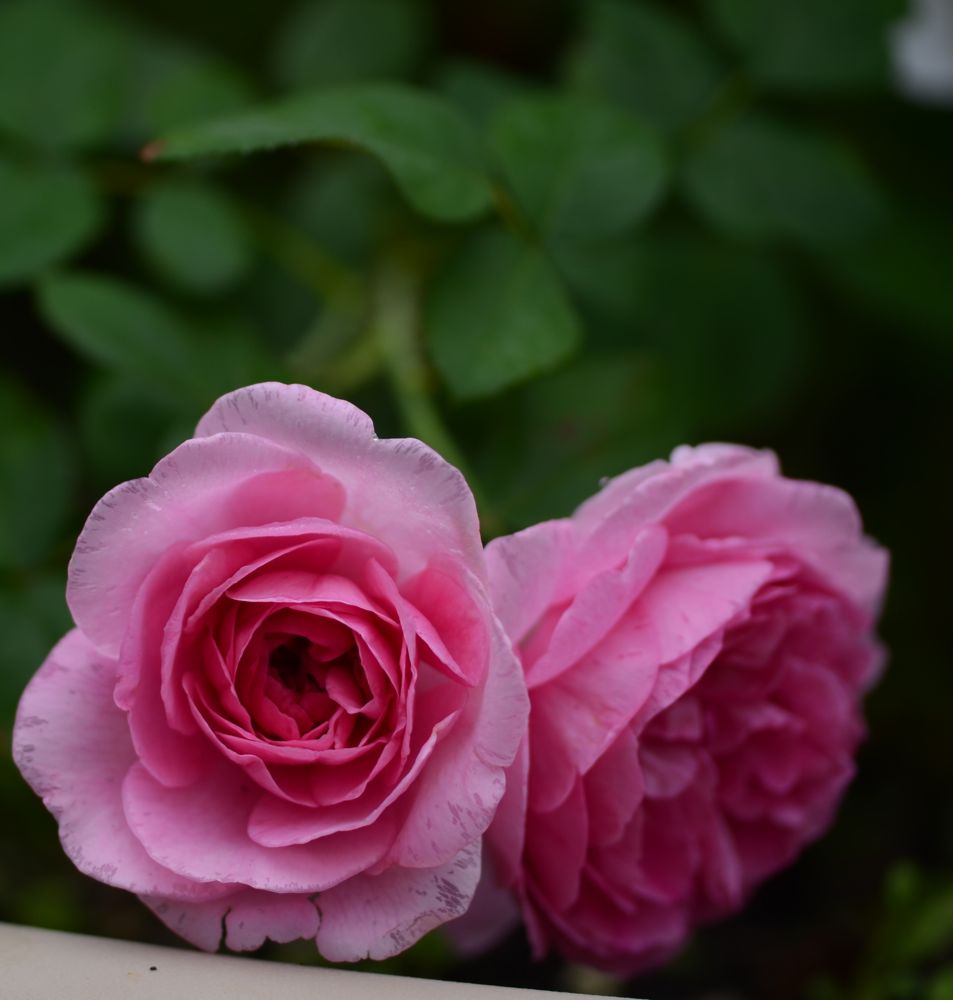 Gertrude Jekyll rose in the container garden