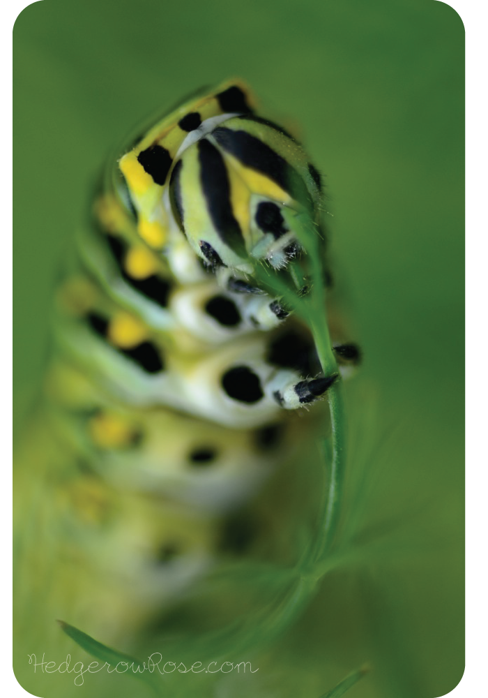 Swallowtail-Larvae-Host-Plant