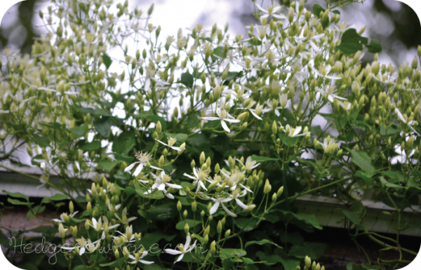 Growing Clematis terniflora ‘Paniculata’ or Sweet Autumn Clematis ...