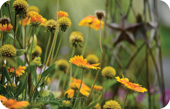 Growing Gaillardia ‘Oranges & Lemons’