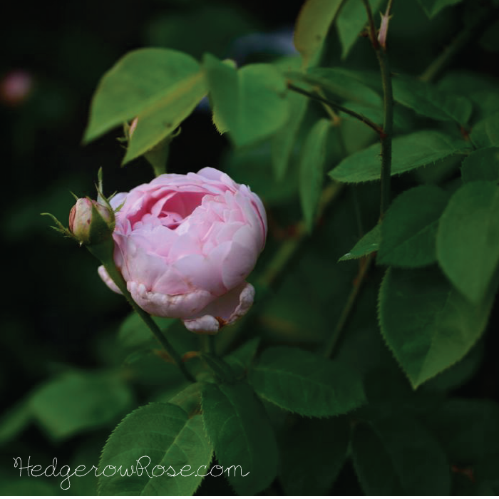 Constance-Spry-Rose