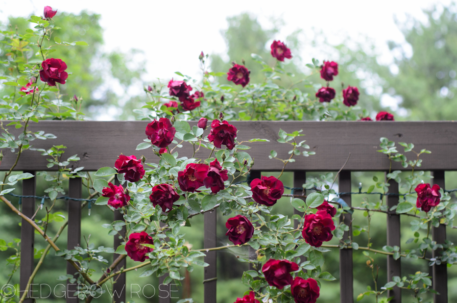 Growing Dr Huey Rose Hedgerow Rose