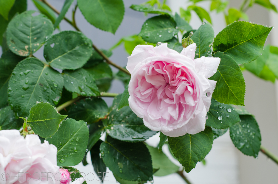 Fantin Latour | Types of Roses | Hedgerow Rose