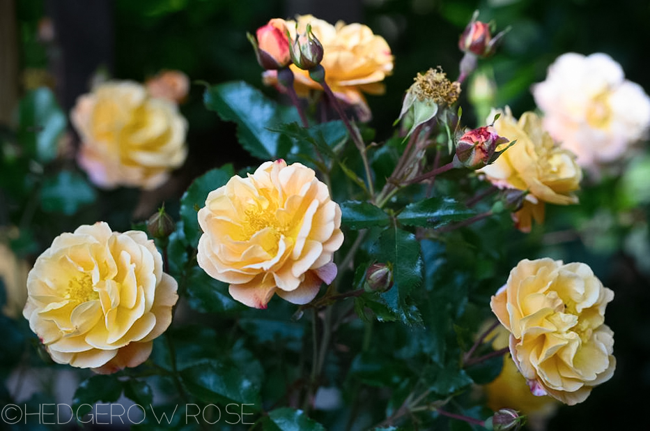 Types Of Rose Flowers Pictures | Best Flower Site