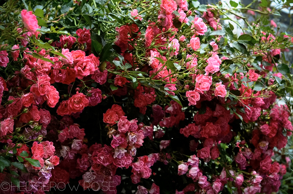 Rosa Flower Carpet Coral Groundcover Rose