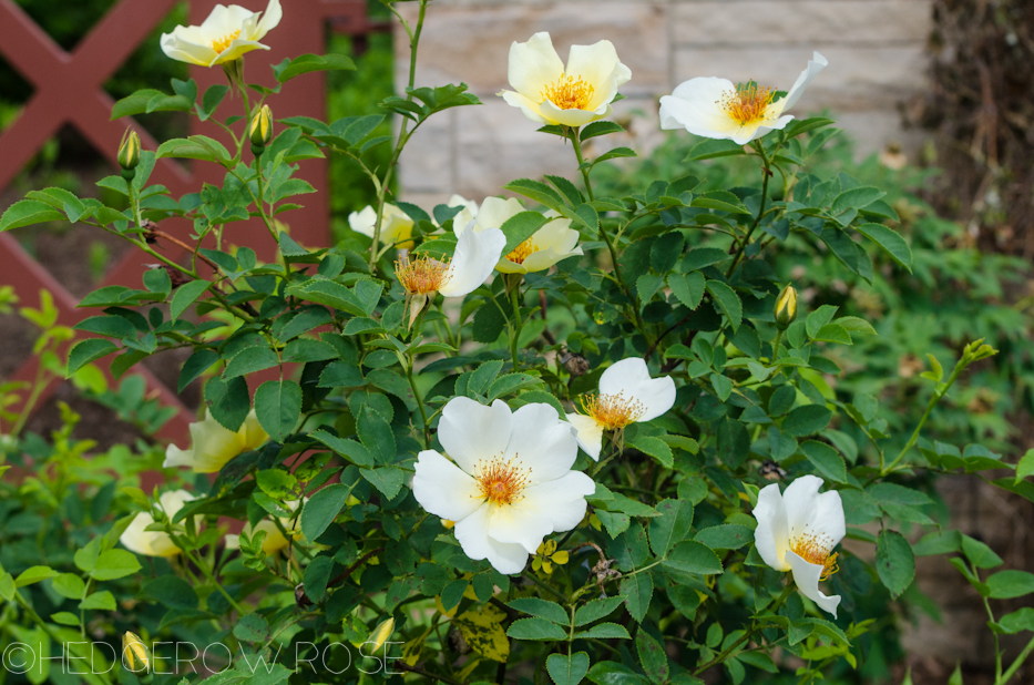 Golden Wings Types of Roses Hedgerow Rose.