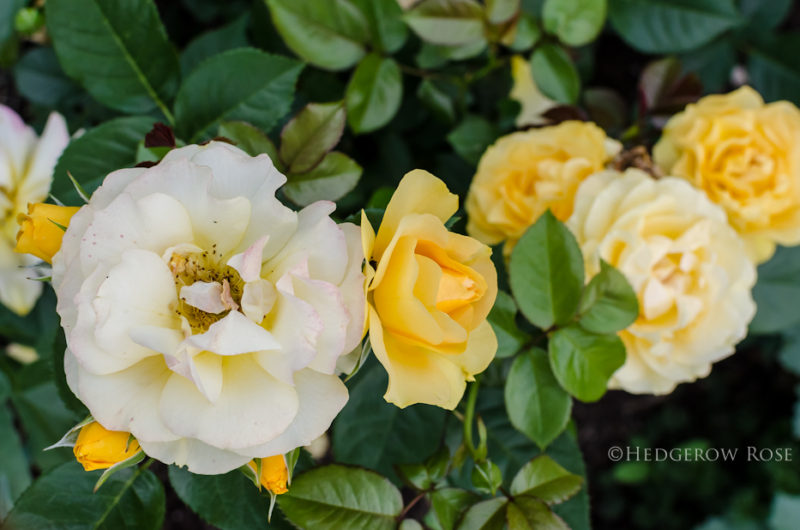 Types of Roses – Hedgerow Rose®