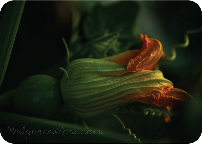 Growing Cucurbita maxima ‘Lumina’ Pumpkins