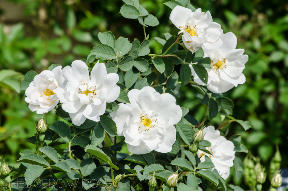 Rosa alba semi-plena – The White Rose of York?