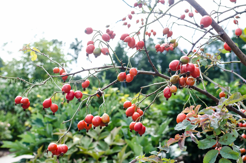 Rosa glauca (R. rubrifolia) via Hedgerow Rose-2