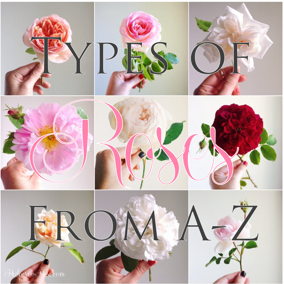 different types of roses