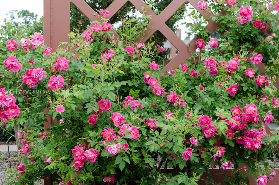 William Baffin rose via Hedgerow Rose