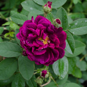 Queen Elizabeth Hybrid Tea Rose - Roses Victoria