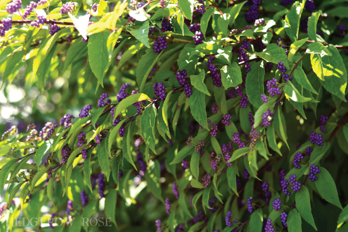 Plant Files: Callicarpa