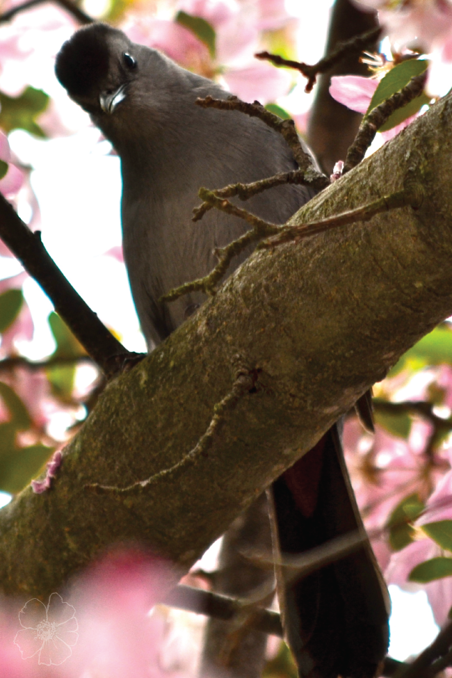 Catbird