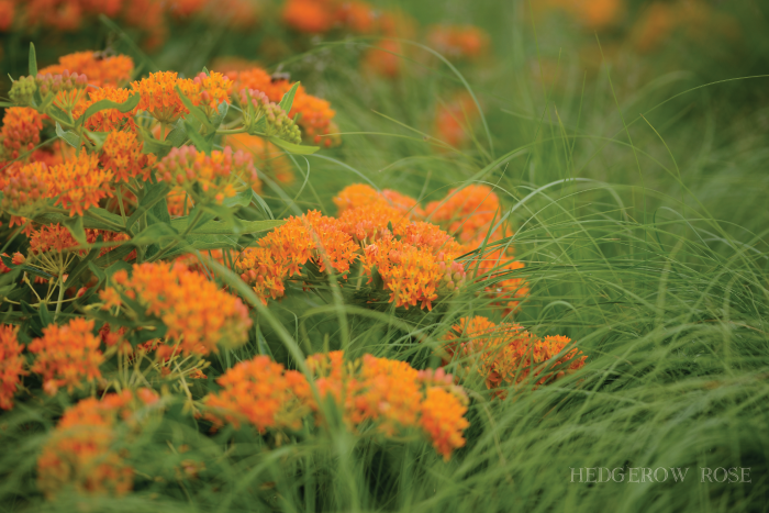 Companion Plants: Butterfly Weed and Prairie Dropseed