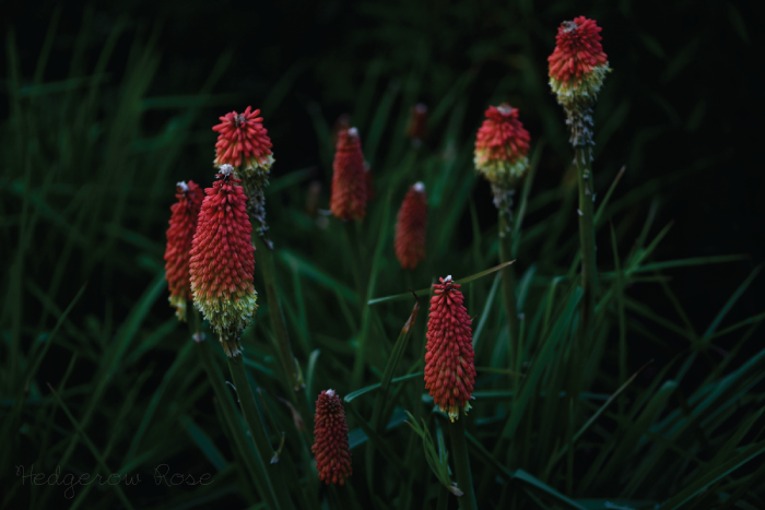 Plant Files: Kniphofia uvaria Red Hot Poker or Torch Lily