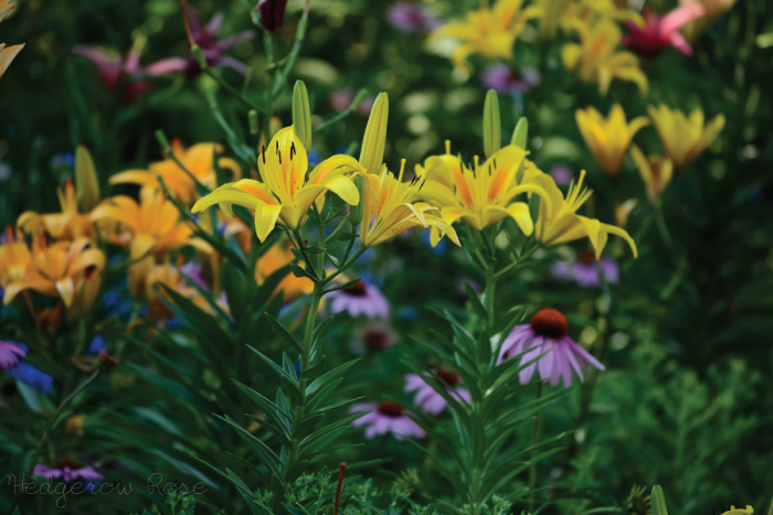 Asiatic Lily – One of My Must-Have Perennials