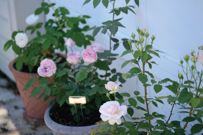 How to Propagate Grow and Care for Roses Old Fashioned KnowHow for Modern Day Growers