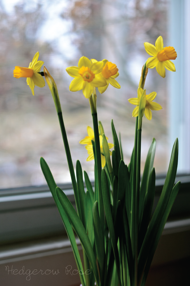 Tête-à-Tête Daffodils