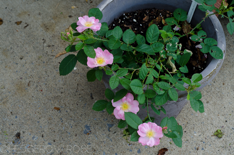 Purchasing “Banded” Roses and Introducing Them to Your Garden