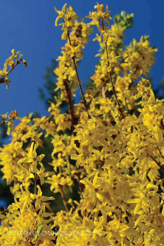 Flowering Branches