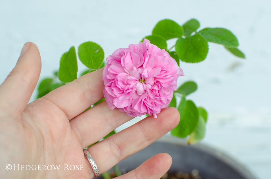 Preparing Container Roses for Spring