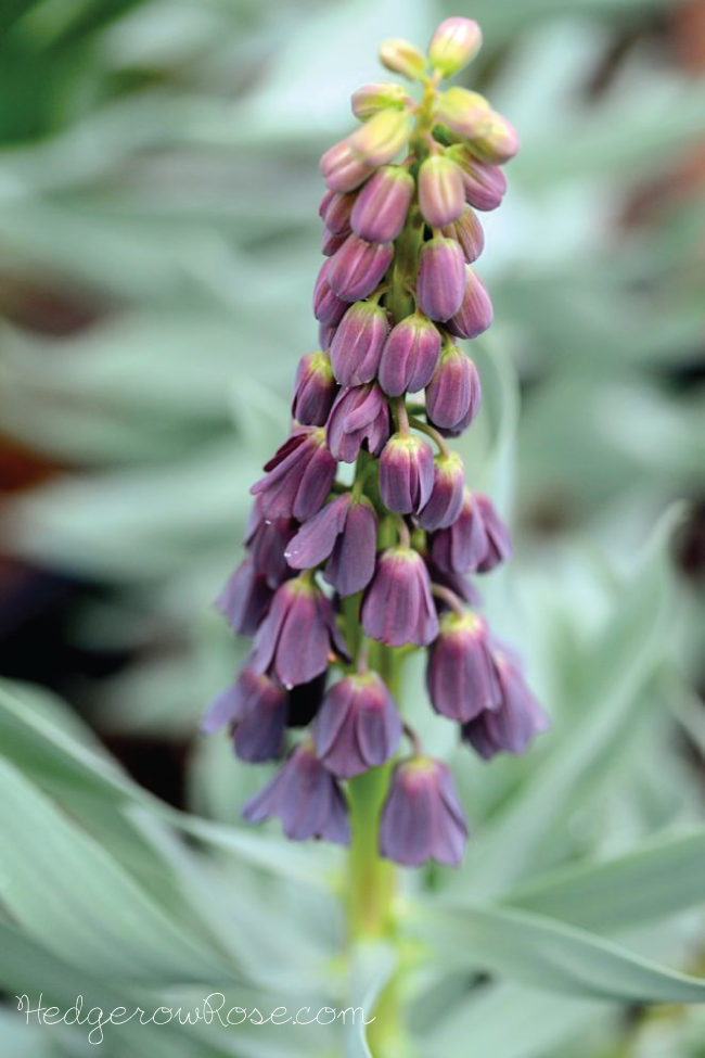 Plant Files: Persian Fritillary