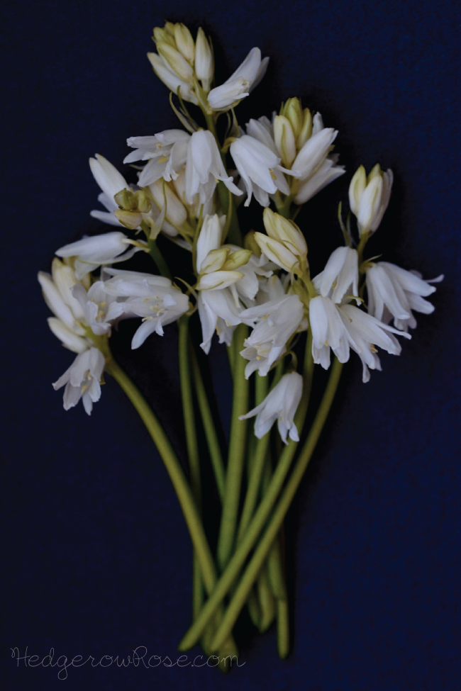 Wood Hyacinth (Scilla campanulata)