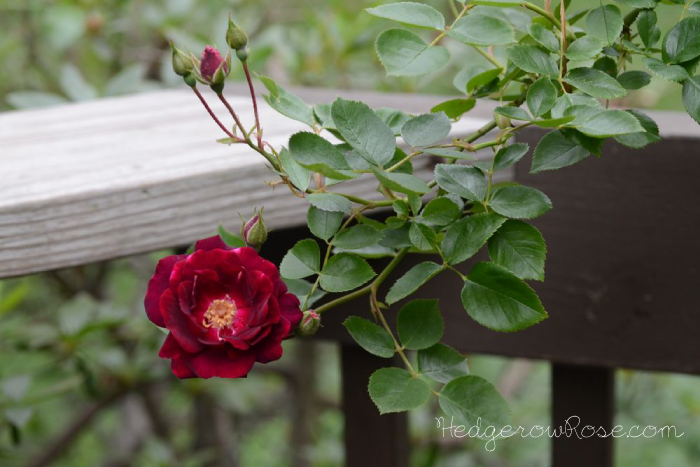 Growing Dr Huey Rose Hedgerow Rose