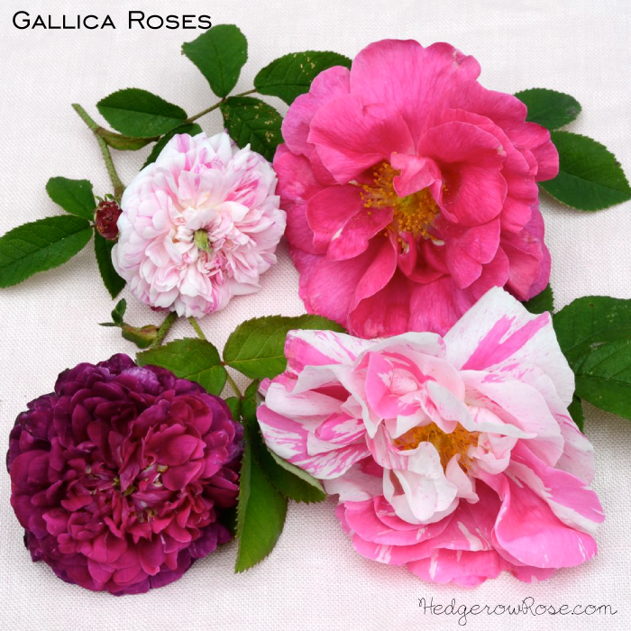 A Small Collection of Gallica Roses