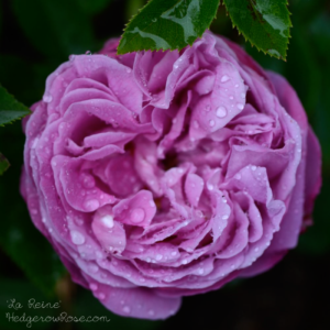 Growing ‘La Reine’ Hybrid Perpetual Rose – Hedgerow Rose®