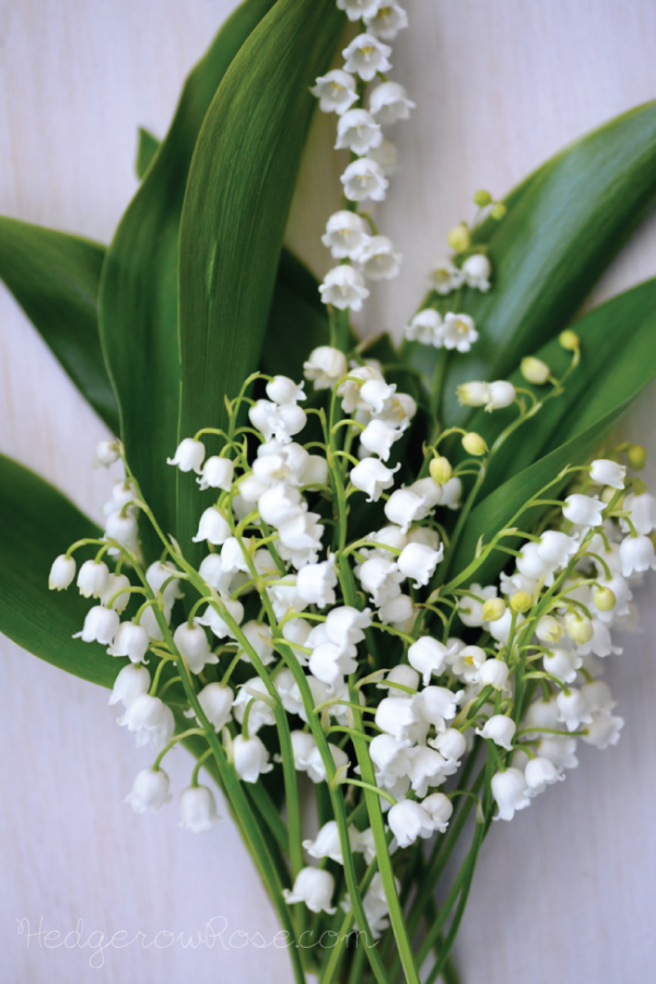 Lily-of-the-Valley – Hedgerow Rose®