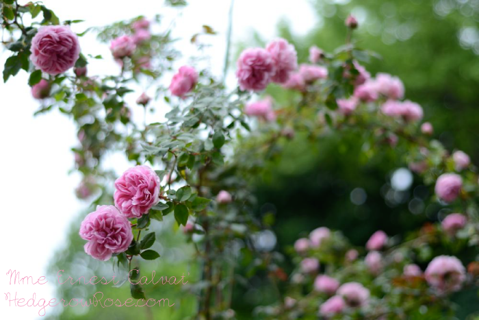 ‘Madame Ernest Calvat’ Bourbon Rose