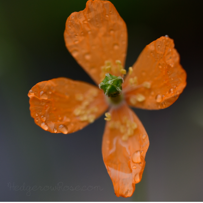 Alpine Poppies