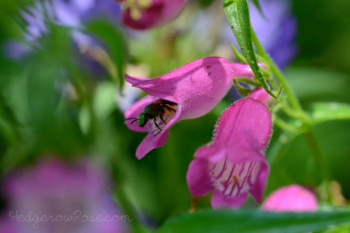 Cottage Garden Flowers ~ Penstemon