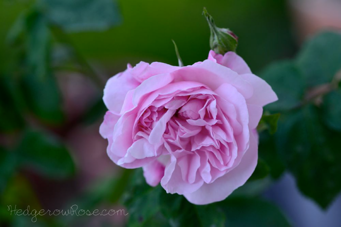 Fantin-Latour Rose  Types of roses, Rose, Heritage rose