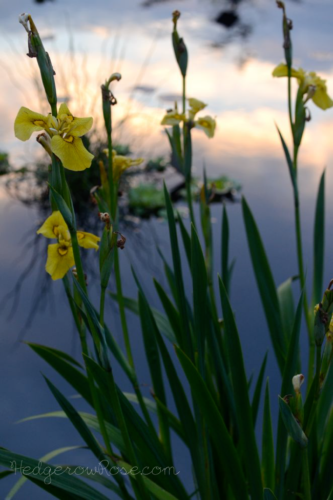 A Dusk Visit to the Penn State Arboretum